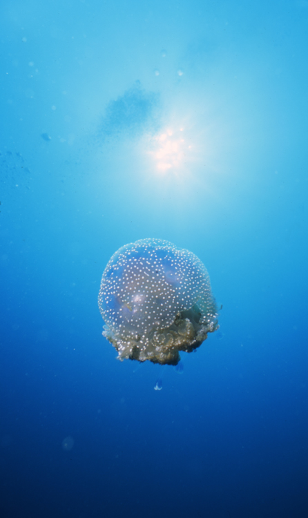 DIVING;jellyfish;single;F374 061 59