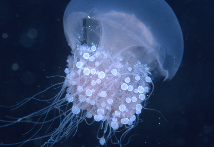 DIVING;jellyfish;single;F375 061B 12