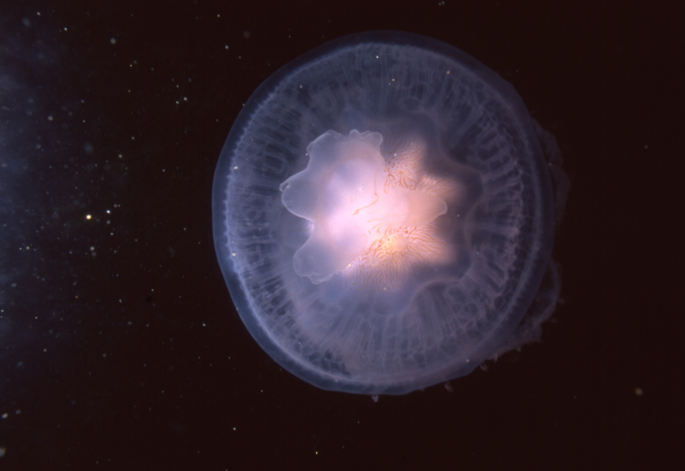DIVING;jellyfish;single;F377 017A 1