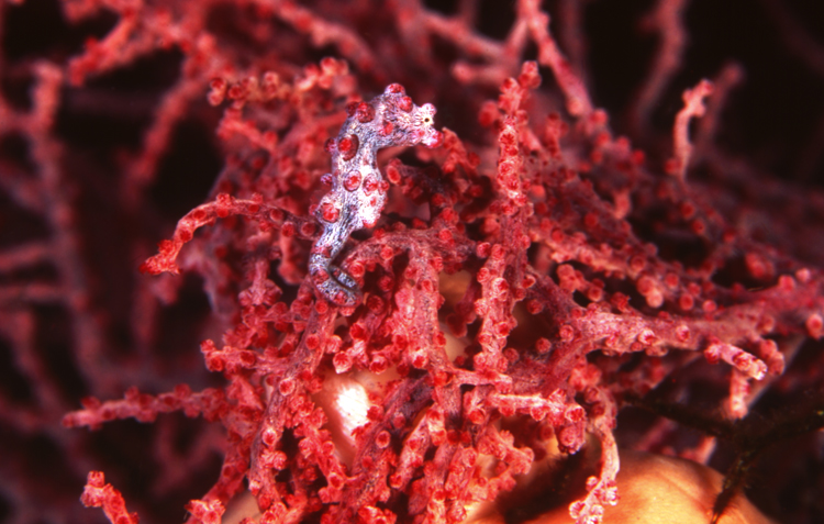 Underwater;Indonesia;F500 53G13;red;pigmy seahorse