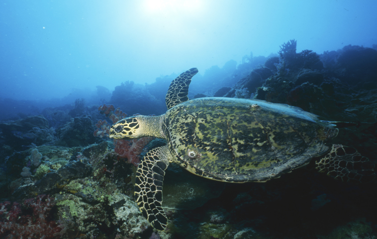 DIVING;underwater;Angelee image;turtle;wide angle scene;SAN CLEMENTE;F227 14C 6