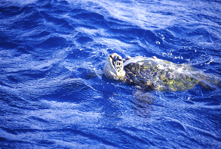 DIVING;underwater;Angelee image;turtle;surface;HAWAII;F228 5