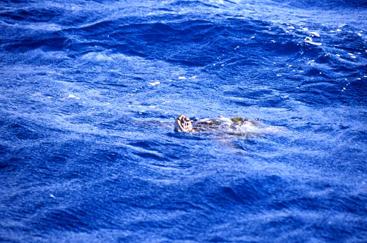 Underwater;Diving;turtle;blue water;Hawaii;F412 5