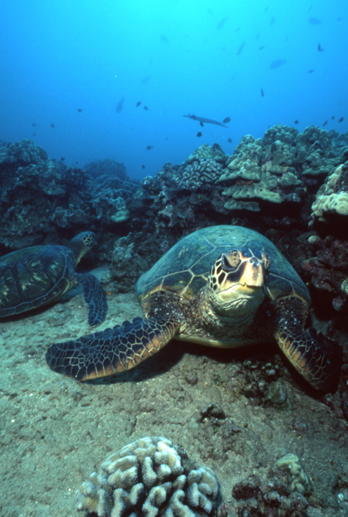 Underwater;Diving;turtle;blue water;two turtles;Hawaii;F413 5A 2