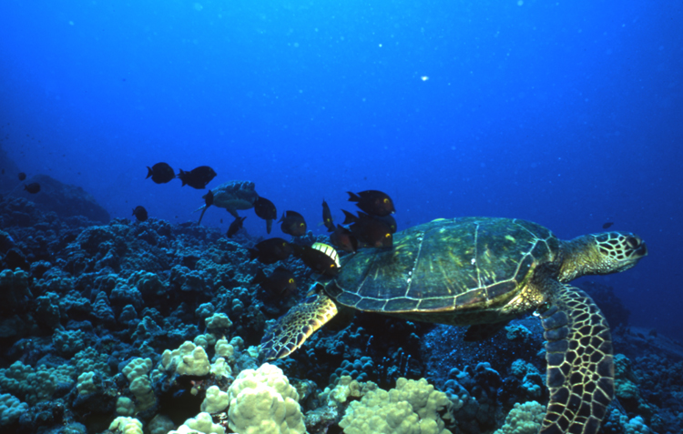 Underwater;Diving;turtle;blue water;Hawaii;F414 5A 13 2