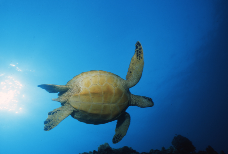 Underwater;Diving;turtle;blue water;Hawaii;F415 5A 1