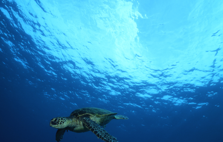 Underwater;Diving;turtle;blue water;Hawaii;F416 5A 5