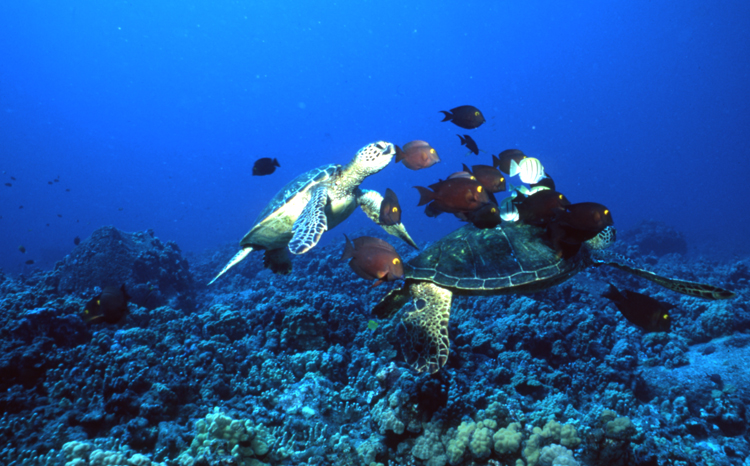 Underwater;Diving;turtle;blue water;two turtles;Hawaii;F417 5A 13 3