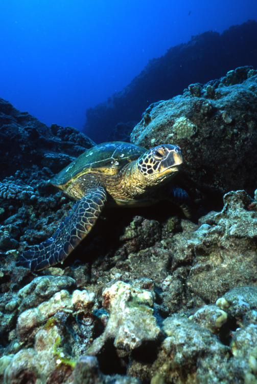 Underwater;Diving;turtle;blue water;Hawaii;F418 5A