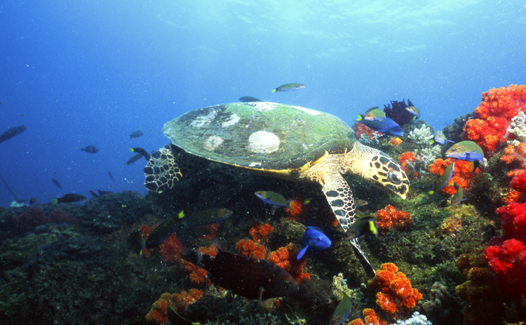 Diving;UNDERWATER;turtle;blue;sipadan Is;Malaysia;F978_FACTOR_17A 21