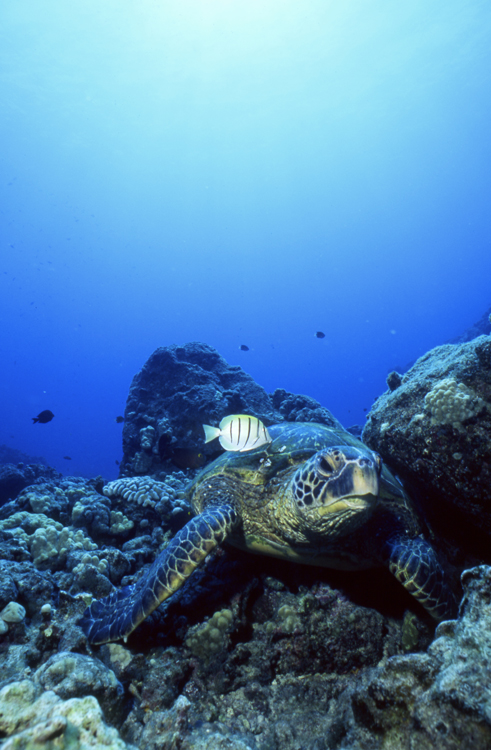 Diving;UNDERWATER;turtle;blue;hawaii;F980_FACTOR_5A 13
