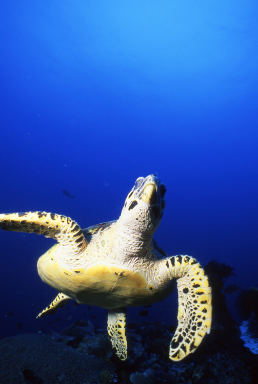 Diving;UNDERWATER;turtle;blue;F981_FACTOR_50A 43