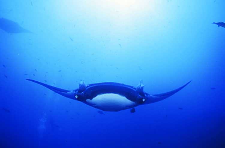 Diving;UNDERWATER;manta ray;F1004_FACTOR_52 10