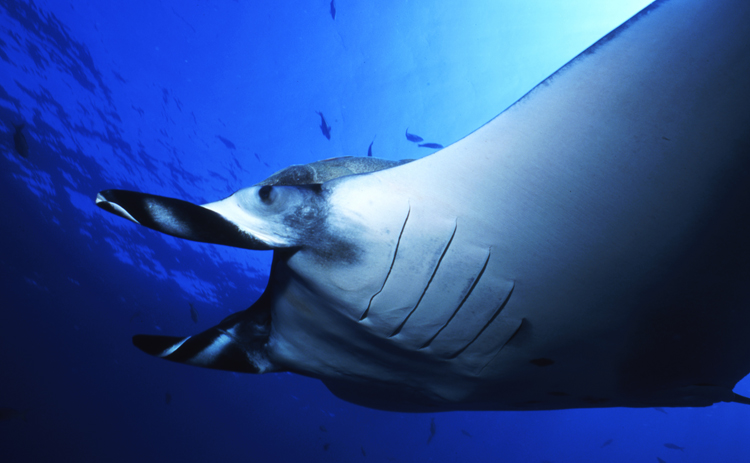 underwater;manta ray;F101 26C 19 MANTARAY SK298