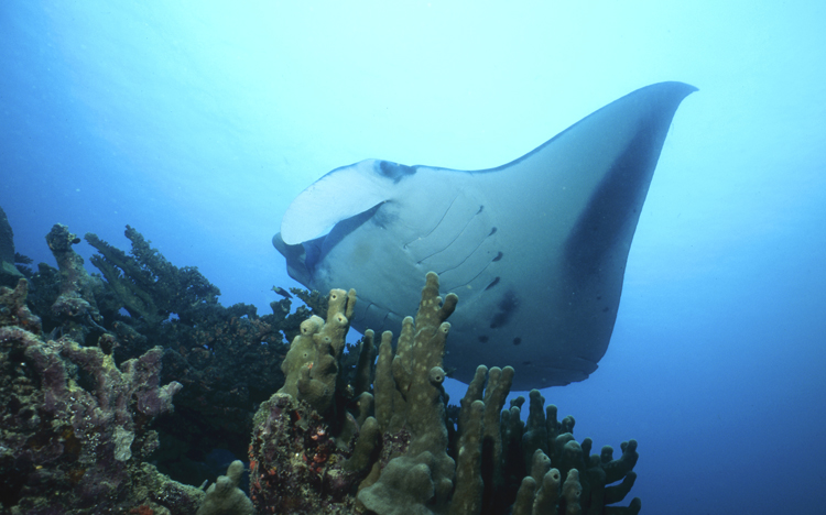 DIVING;underwater;Angelee image;Manta Ray;F216 20A