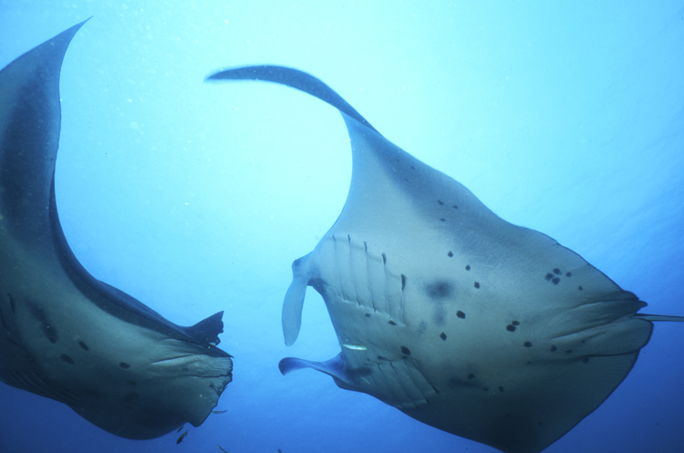 DIVING;underwater;Angelee image;Manta Ray;two;F217 20A 2