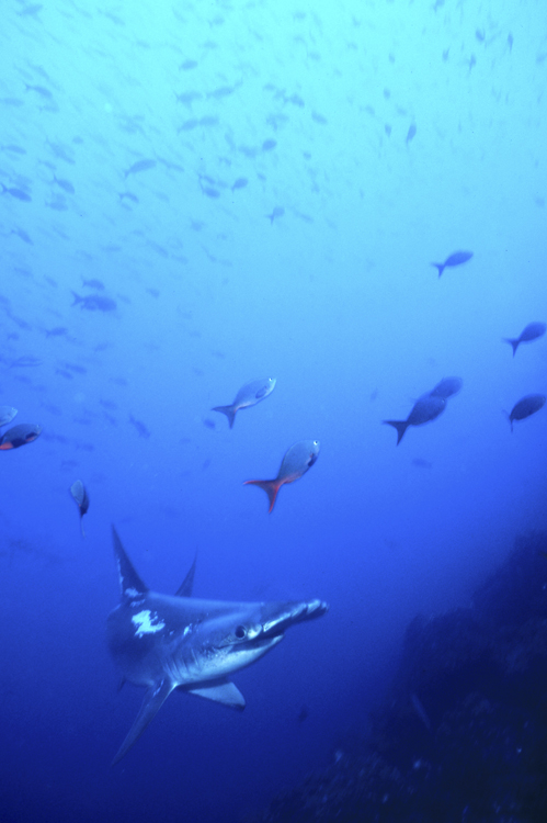 DIVING;Underwater;hammer head shark;coming at you;GALAPAGOS;F292 54 5