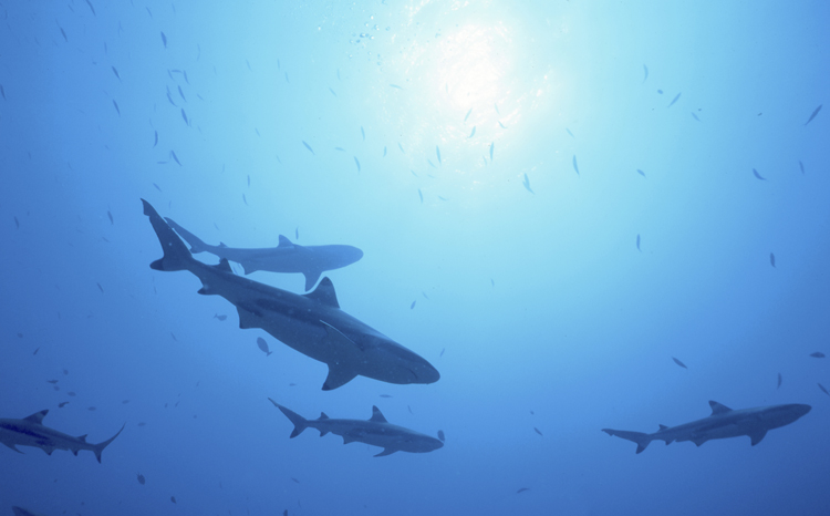 DIVING;Underwater;school single;hero;black tip shark;silhouette;moorea;french polynesia;F300 31 2