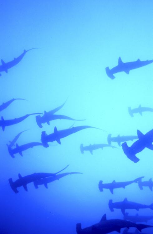 DIVING;Underwater;school of hammerheads sharks;silhouette;COCOS ISLANDS;COSTA;rica;F304 57A 22