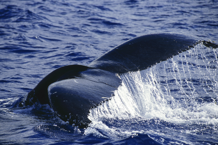 DIVING;Underwater;whale tale;humpback whale;HAWAII;F310 5