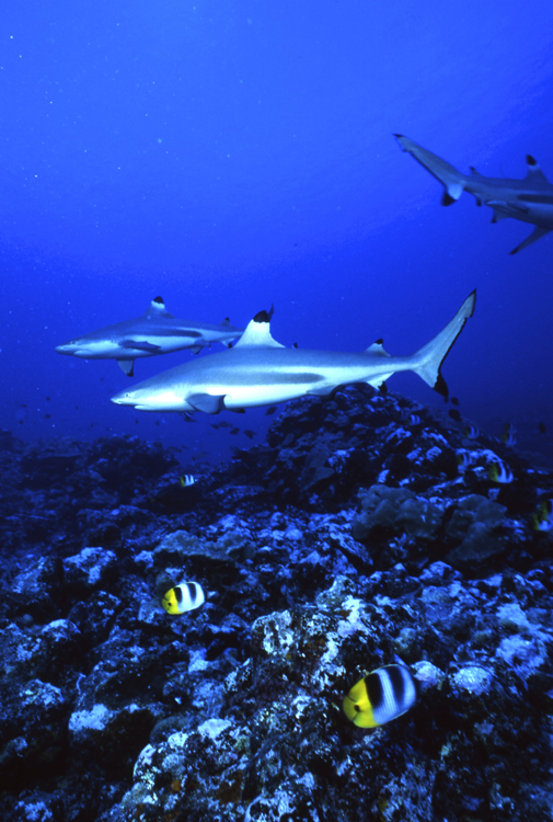 DIVING;Underwater;Bora Bora;French Polyniesa;black tip shark;group;coral reef;F320 322 13