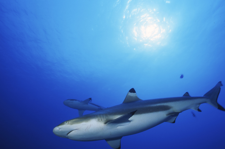 DIVING;Underwater;two;black tip shark;MOOREA;FRENCH POLYNESIA;F321 31 14