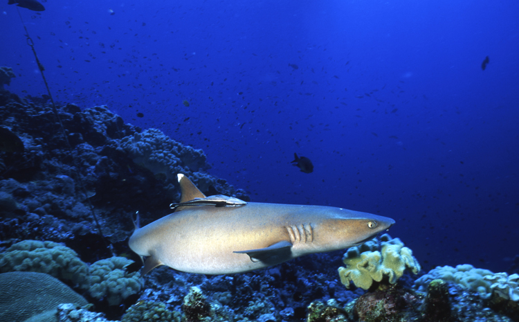 DIVING;Underwater;PAPUA NEW GUINEA;white tip shark;remora;F322 50 39 2