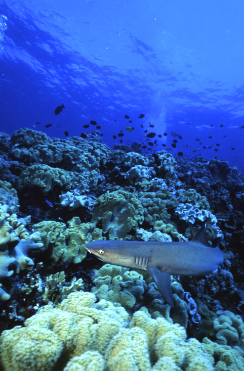 DIVING;Underwater;PAPUA NEW GUINEA;Coral reef;black tip shark;F323 50 39