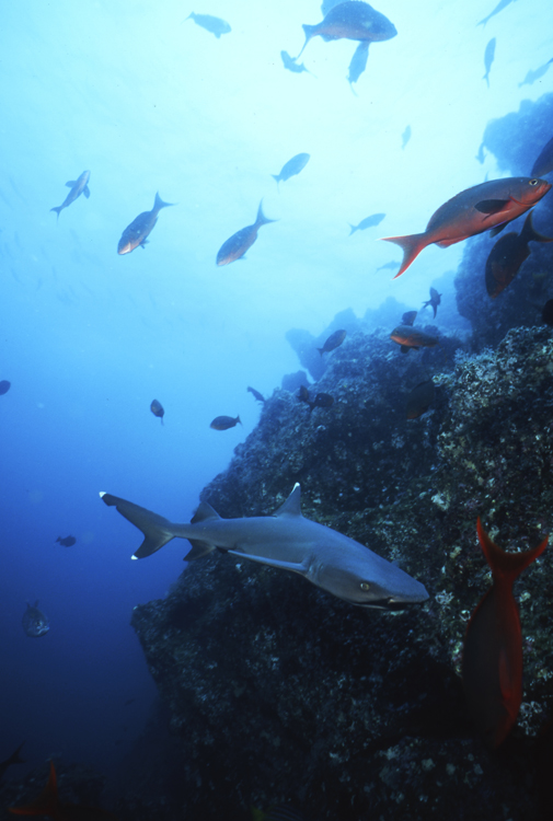 DIVING;Underwater;Coral reef;cocos island;costa rica;white tip shark;F324 57 5