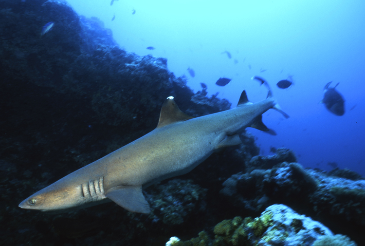 DIVING;underwater;single;PAPUA NEW GUINEA;white tip shark;F325 50B 22
