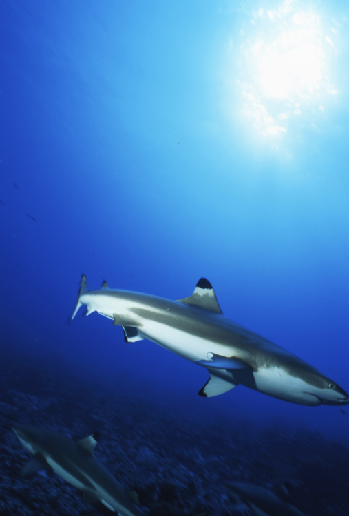 DIVING;underwater;sun;black tip shark;two;MOOREA FRENCH POLYNESIA;F326 31 3
