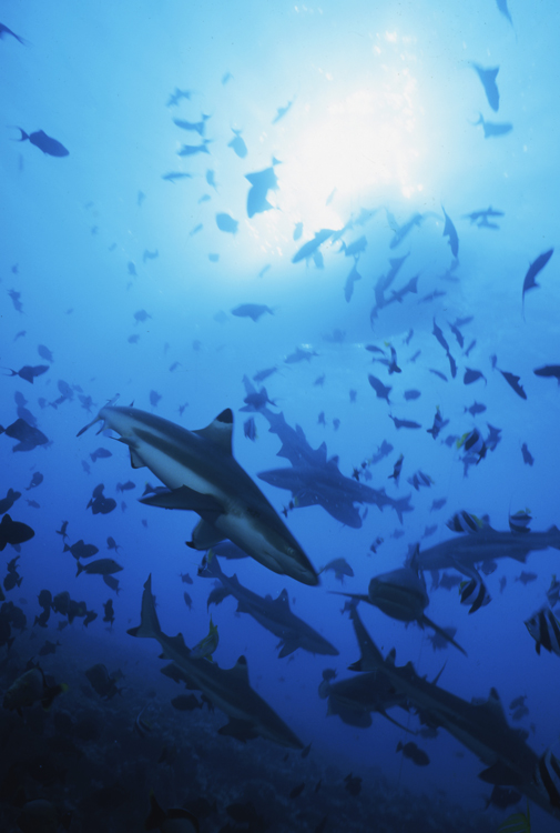 DIVING;underwater;school single;MOOREA FRENCH POLYNESIA;black tip shark;sun;F328 31 8