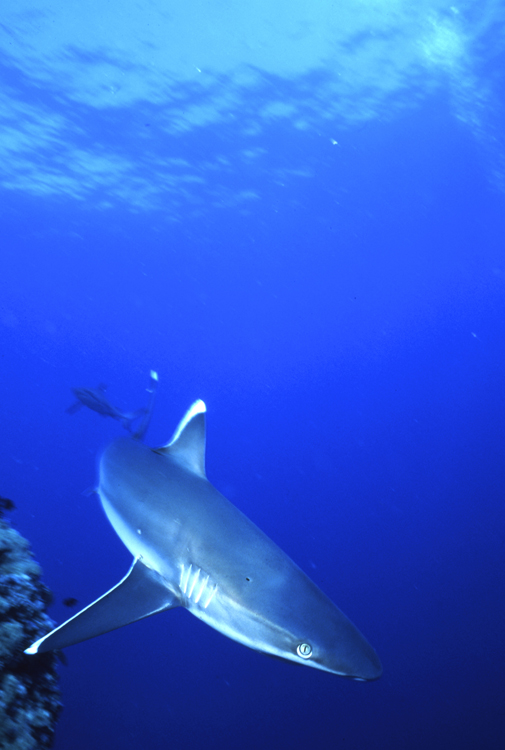 DIVING;underwater;black tip shark;single;PAPUA NEW GUINEA;F329 50 39