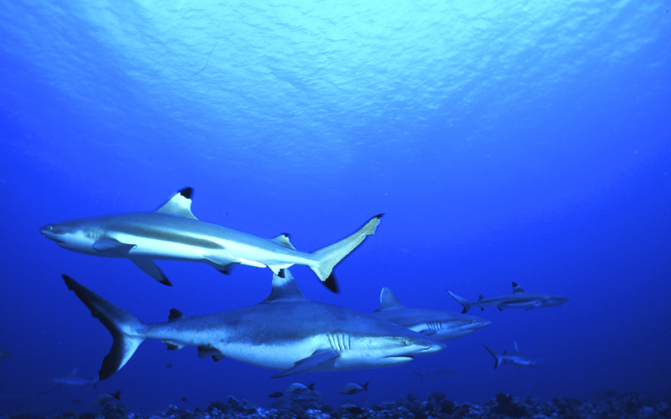 DIVING;underwater;black tip shark;MOOREA FRENCH POLYNESIA;four;F330 31 13