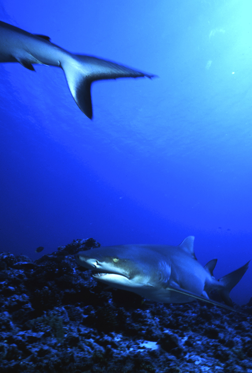 DIVING;underwater;black tip shark;coming at you;fiji;F331 5A 13
