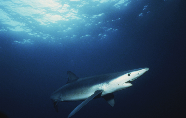 DIVING;underwater;san diego ca;blue shark;F332 13