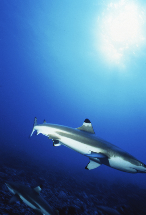 MOOREA FRENCH POLYNESIA;underwater;diving;two;sun;black tip shark;F341 31 3 3