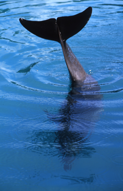 DIVING;dolphins;blue water;palau dolphin;F748_Factor 019C