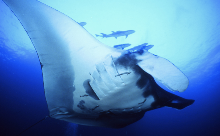 Diving;UNDERWATER;thailand;manta ray;F997_FACTOR_61E 14