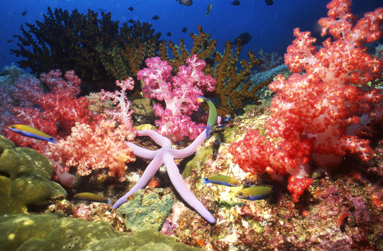 Diving;UNDERWATER;Starfish;colorful;thailand;F1042_FACTOR_61B 29
