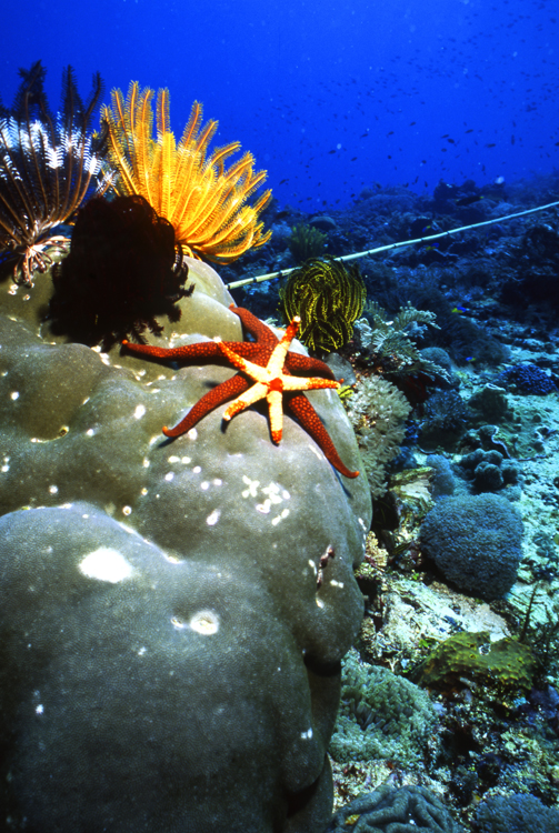 DIVING;UNDERWATER;reef;Starfish;indonesia;F1059_FACTOR_53 7