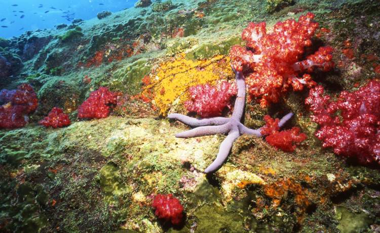 DIVING;UNDERWATER;Starfish;macro;colorful;reefs;thailand F1097_FACTOR_61A 17