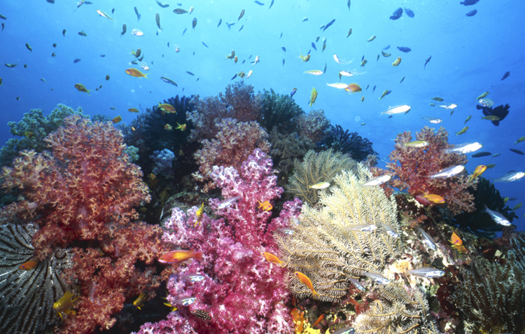 DIVING;Underwater;Angelee Images;coral reef;colorful;wide angle scene;F196 61B 33