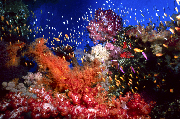 DIVING;Underwater;Angelee Images;wide angle scene;colorful;coral reef;Anthias fish;single;F197 7B 59