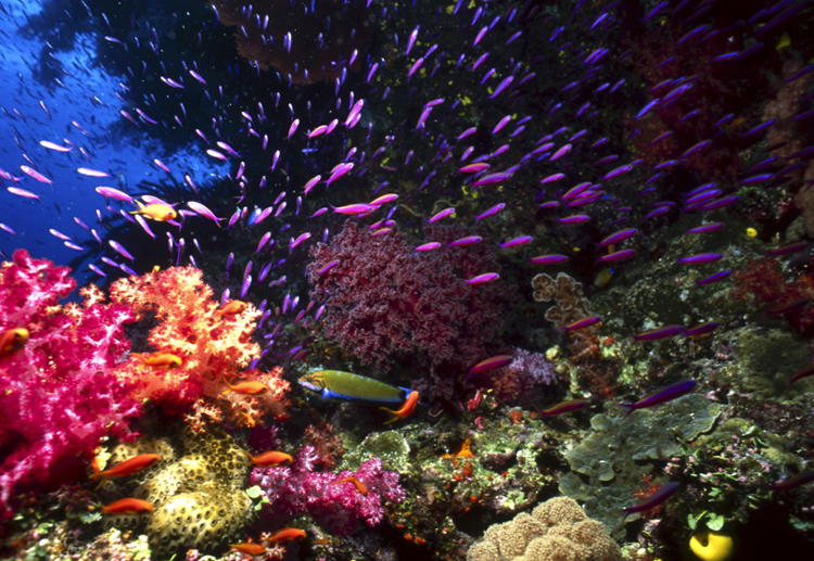 DIVING;Underwater;Angelee Images;hero;coral reef;Anthias fish;colorful;wide angle scene;F204 7H 6