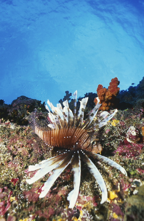 DIVING;Underwater;Angelee Images;wide angle scene;lion fish;F206 7D 19