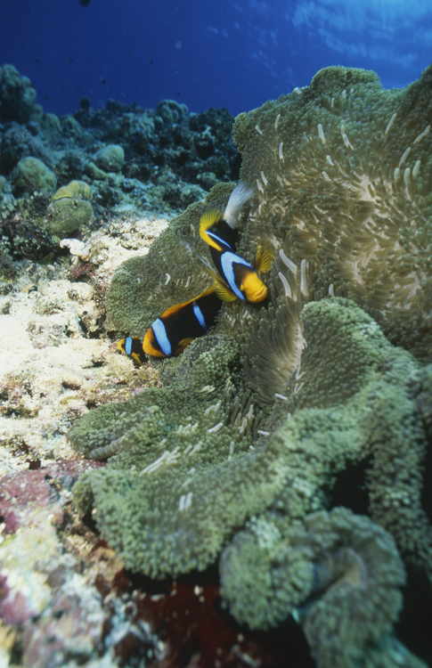 DIVING;Underwater;Angelee Images;two;clown fish;wide angle scene;F212 50A 40 SK318