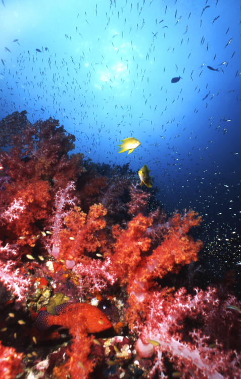 Angelee image;underwater;diving;coral grouper;colorful;hero;wide angle scene;THAILAND;F243 61