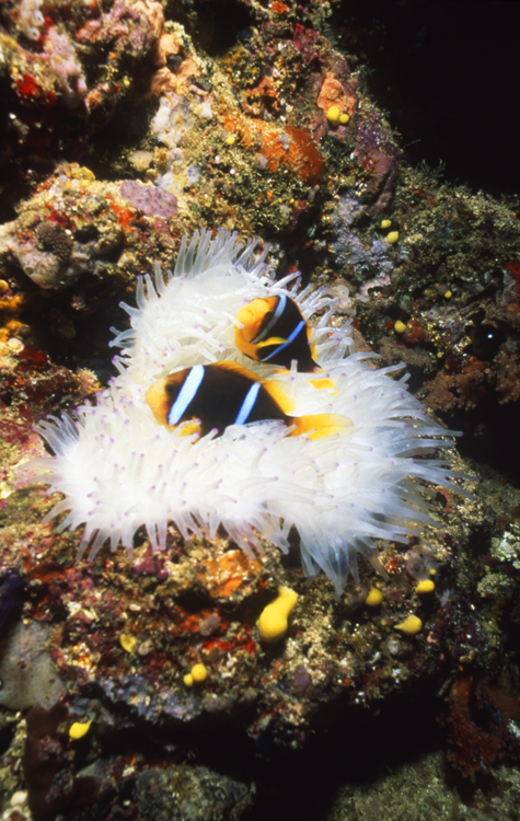 Diving;UNDERWATER;clown fish;reefs;colorful;two fish;fiji;F1028_FACTOR_7E-4 2