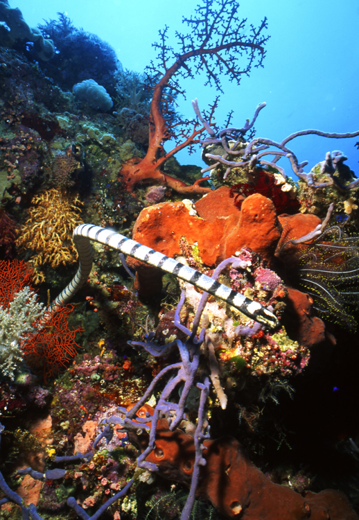 DIVING;UNDERWATER;indonesia;F1179_FACTOR_53A 19;sea snake